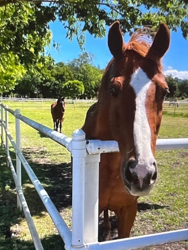 Up close with a brown horse on a sunny day