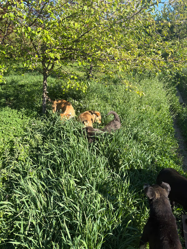 Woman plays with cats and dogs in Russian countryside