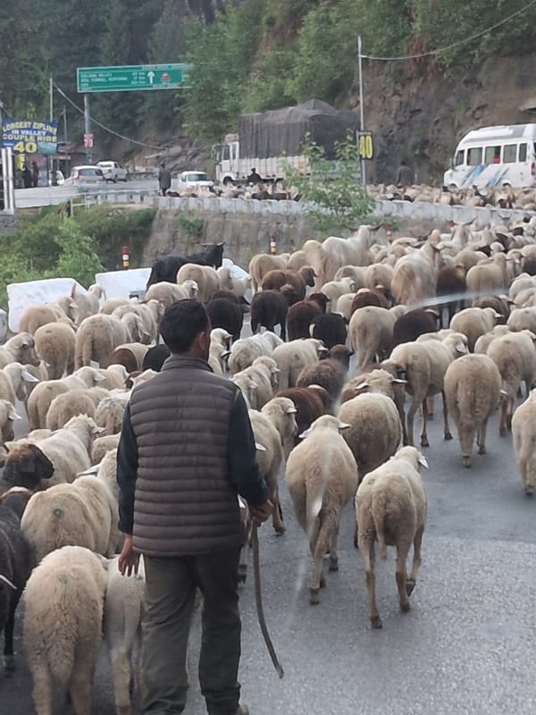 Sheep flock causes mountain road traffic jam in India