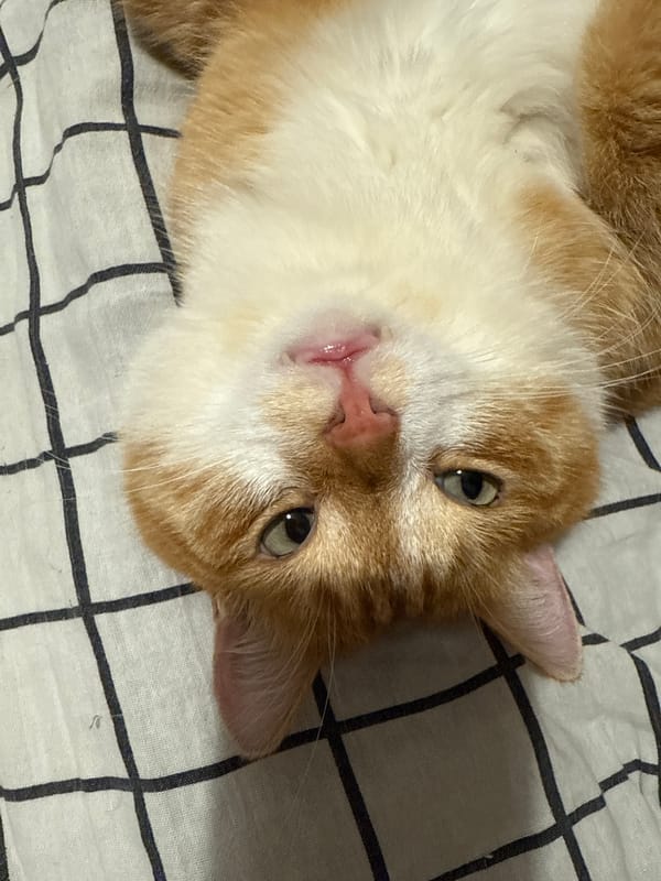 Orange cat fully committed to doing absolutely nothing