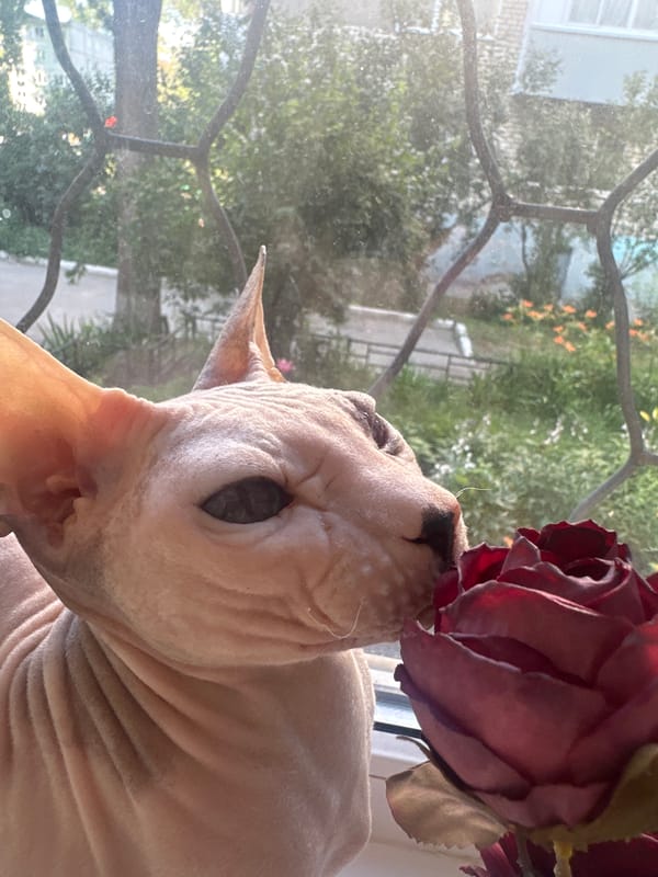 Sphynx cat and a styled dead pigeon in Togliatti