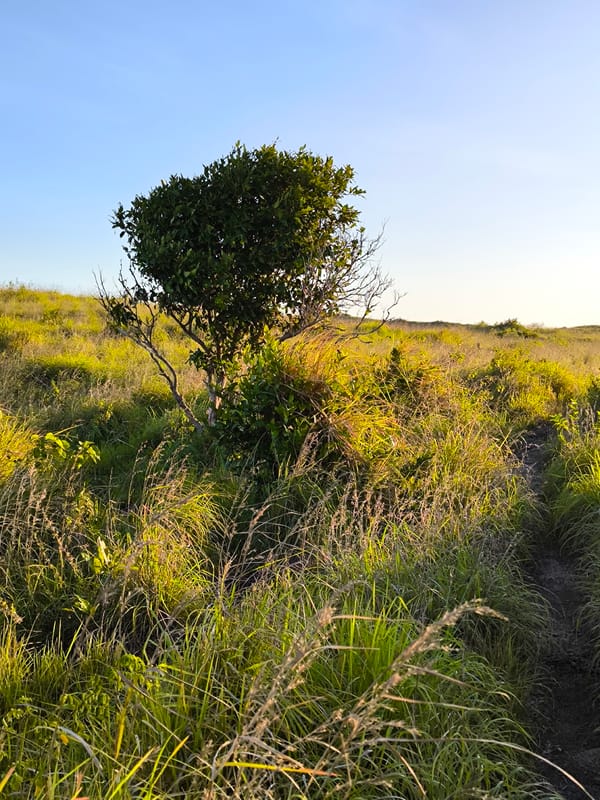 Golden hour captured across Nusa Penida grasslands