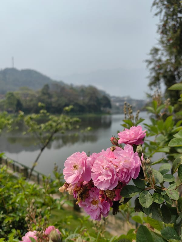 Tourists document Sa Pa Vietnam rose gardens and pagoda complex