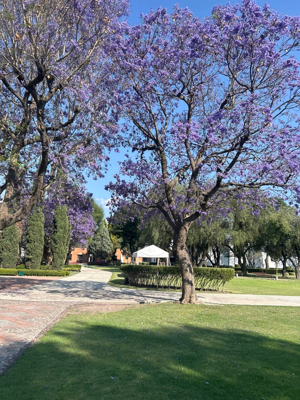 Spring evening documented across Puebla suburbs with food, flowers