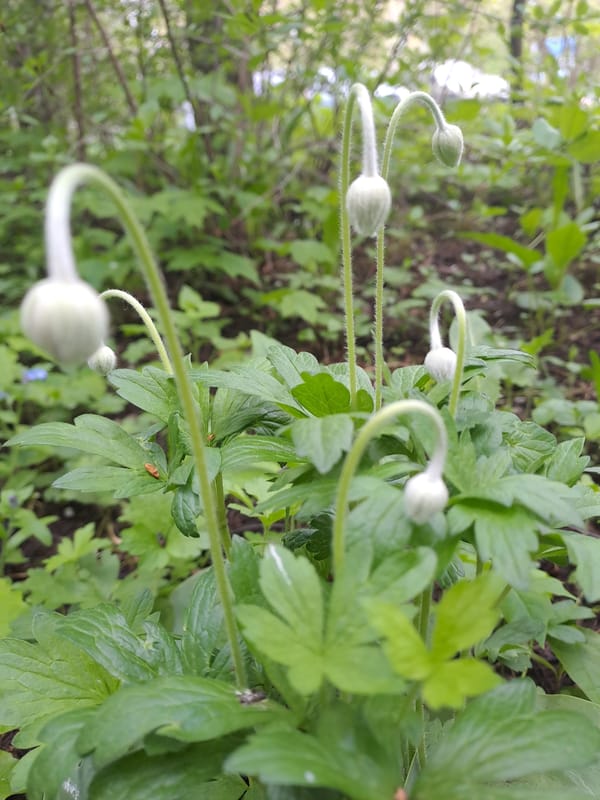 Spring garden flowers documented in Elektrostal, Russia morning walk