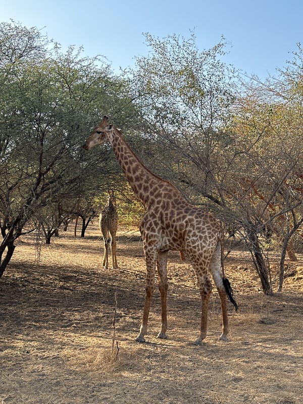 Giraffes spotted in serene savanna scene near Nguékhokh, Senegal