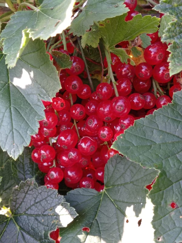 Summer garden in bloom, Degtyarsk — berries, flowers, and a foraging bee