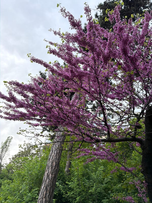 Spring afternoon park life documented in Sofia Bulgaria