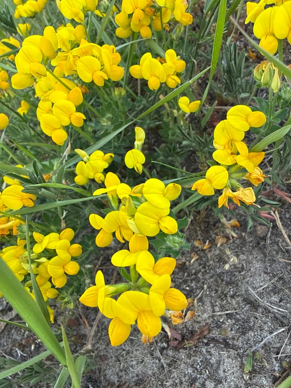 Nature walk documents flowers, ducks, water sports along river