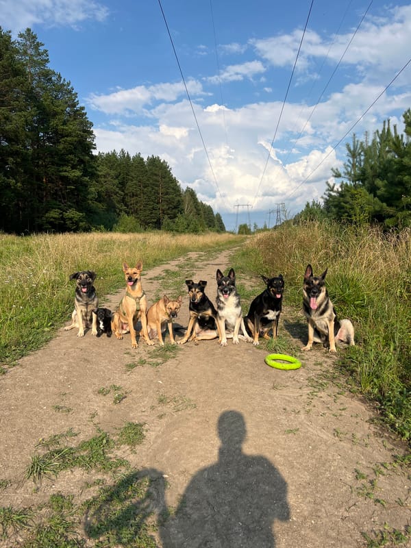 A disciplined lineup of dogs on a rural dirt path