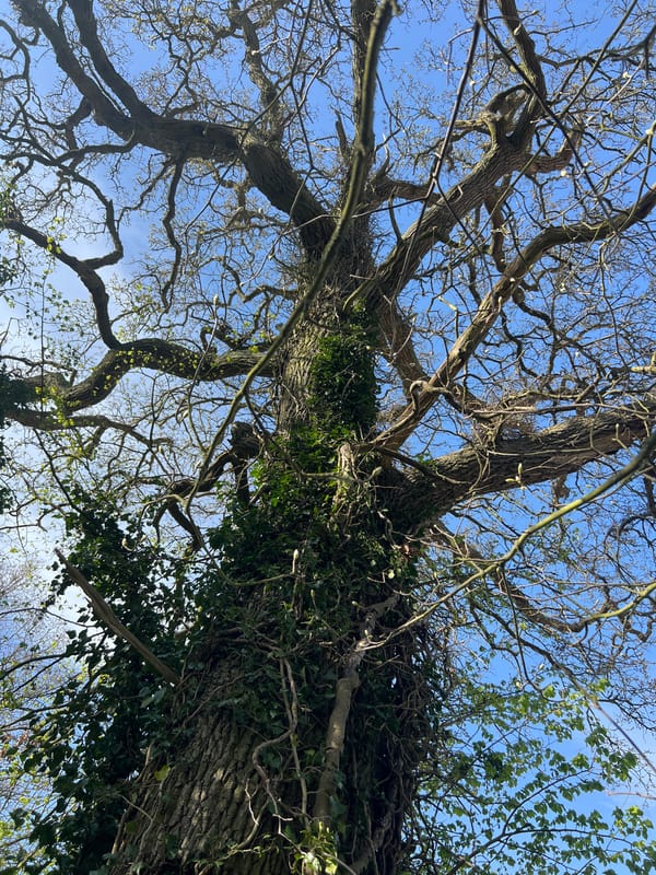 Spring countryside walk documented across East Suffolk Norfolk