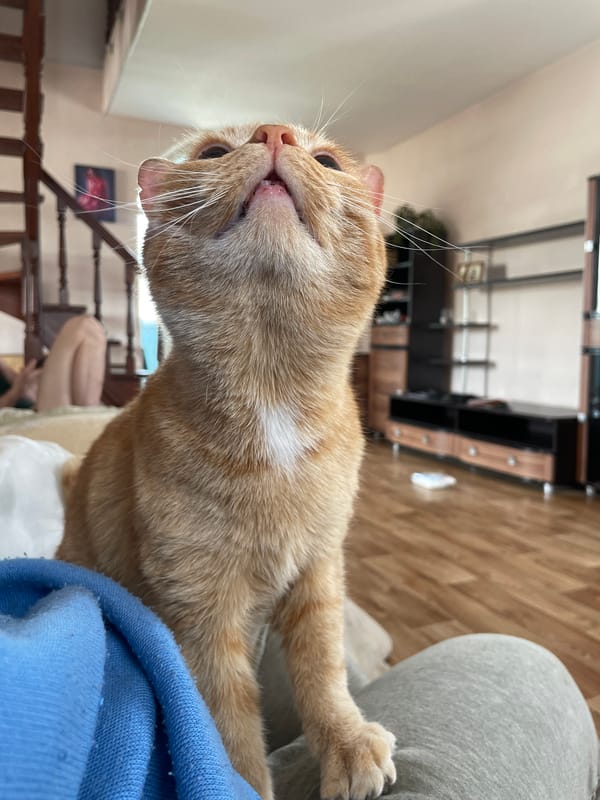 Orange cat enjoys lap time with owner in Noviy