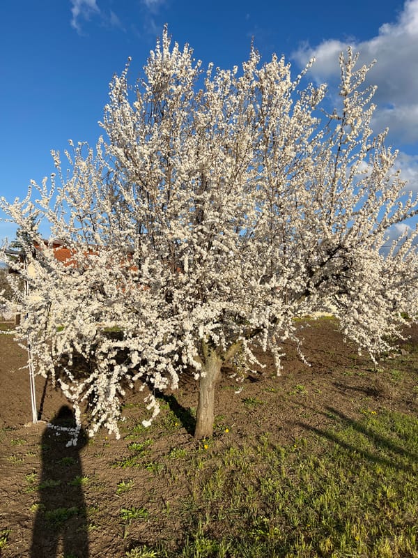 Spring scenes and Easter preparations captured in Dobrich, Bulgaria