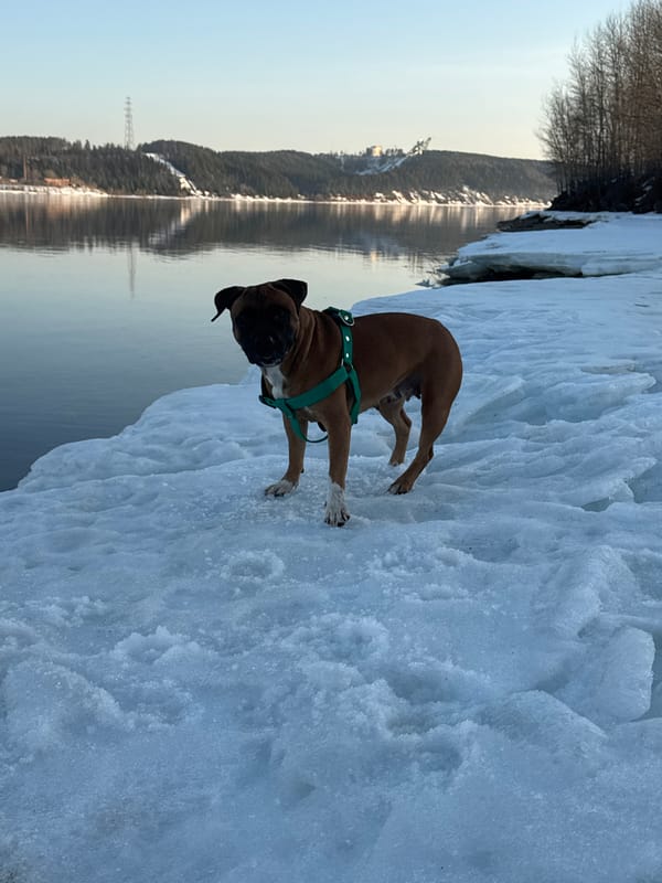 Boxer dog spotted on snowy waterfront in Chaikovsky