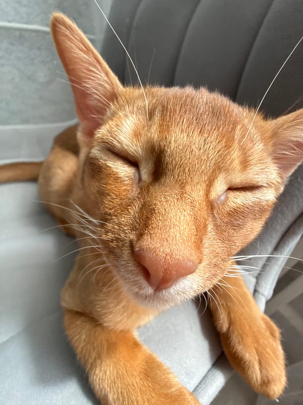 Lazy morning with an orange tabby cat in Stary Oskol