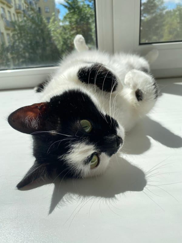 Moscow cat owns the windowsill on a bright summer morning