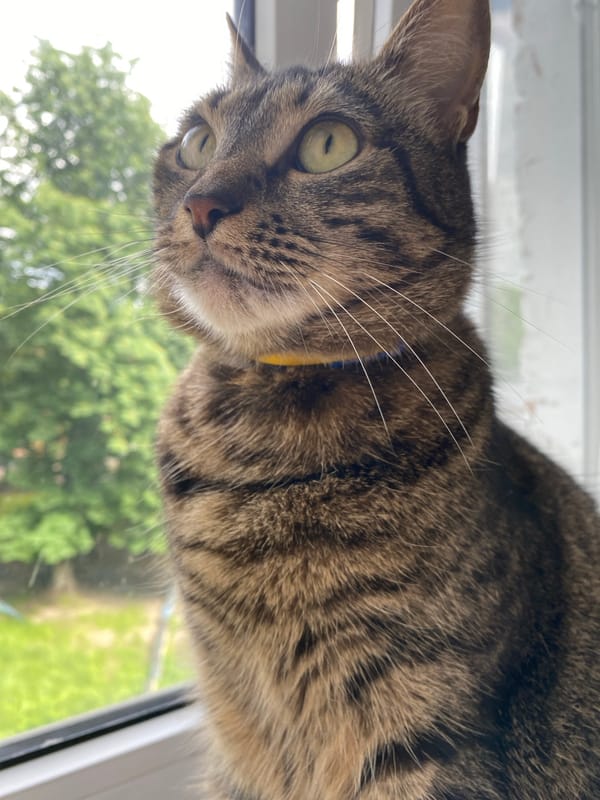 Urban wandering: cats, pizza, flowers and street life