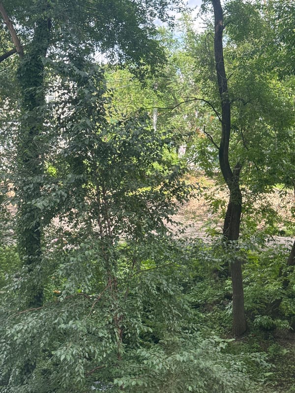 Forest, apartment life, and courtyard views in Vladivostok
