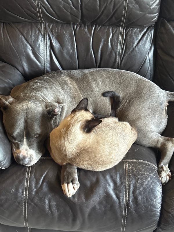 Dog and cat sleep together on couch in Luxembourg
