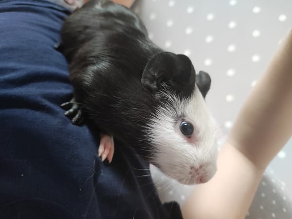 Morning domestic life documented in Votkinsk home