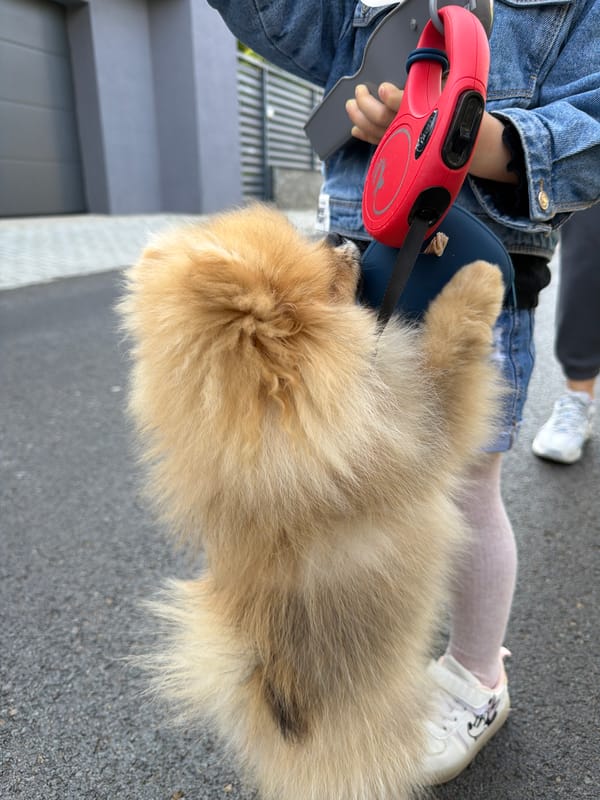Person walks Pomeranian through Shumen streets, stops for water