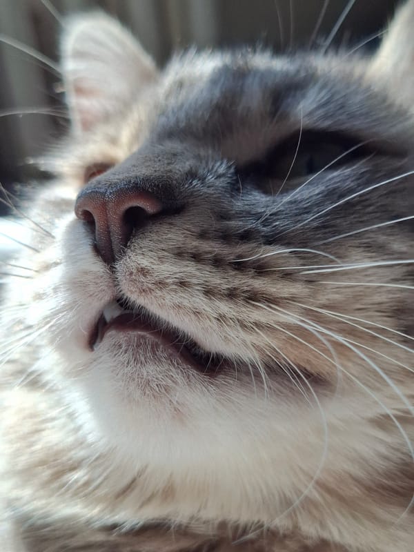 Cat photo session captured in Novi Sad apartment