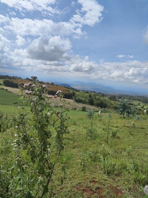 Rural Kenya landscape documented in Municipality Ward agricultural area
