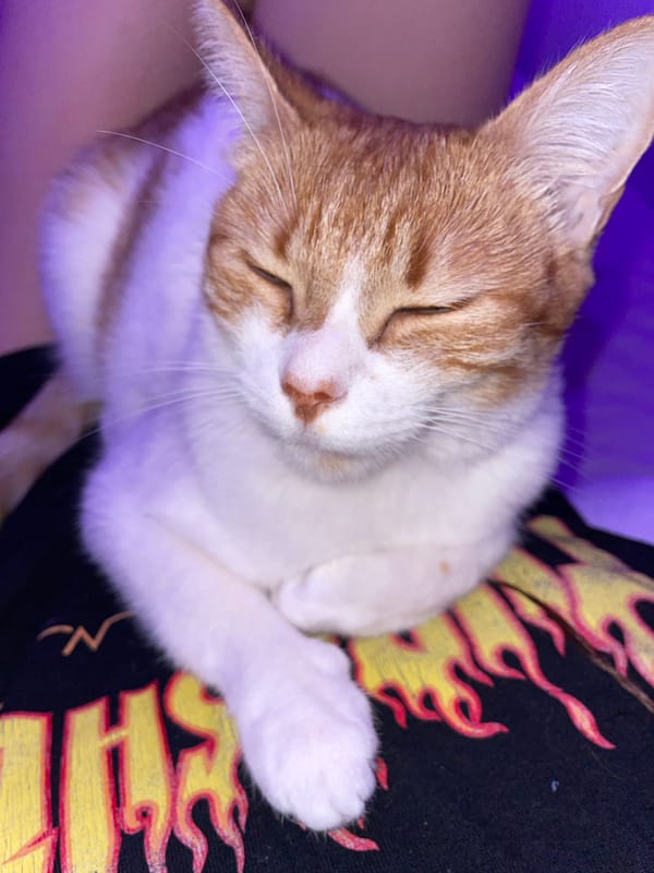 Cat naps on flame-patterned shirt in Buenos Aires