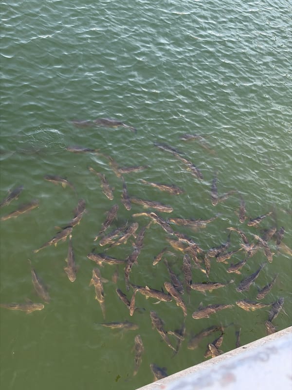 Dense fish school spotted in lake with boats nearby