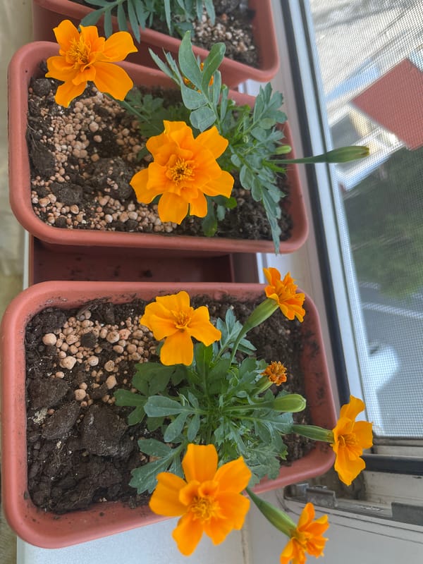 Windowsill gardens, a sunbathing cat, and Surgut streets