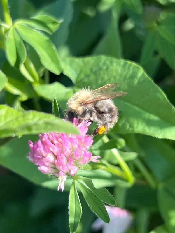 Summer garden in full bloom, bees and all