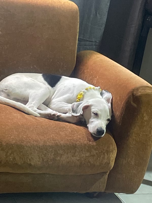 Dalmatian mix relaxes at home in Juan Griego, Venezuela