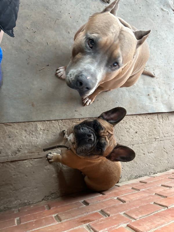 Dogs and cat spotted around dawn in Rusalevka, Russia