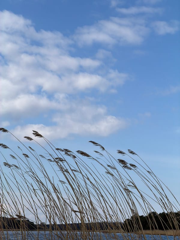 Witness documents tranquil waterway scene in Riga, Latvia