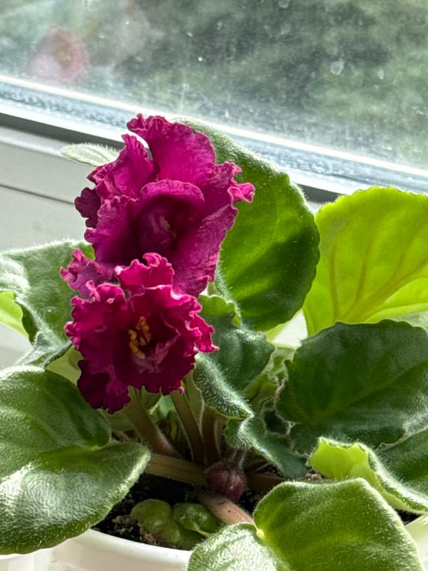 Windowsill plants and a gaming headset, shot up close