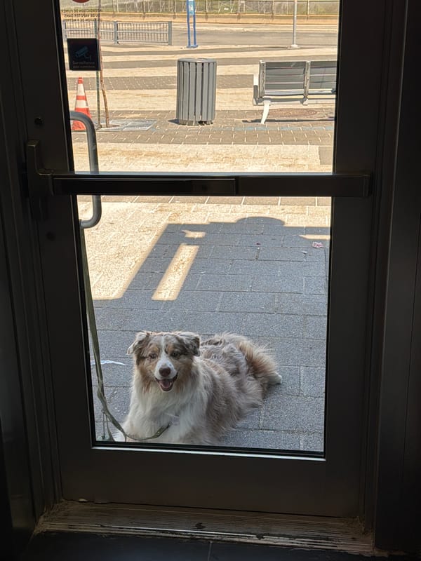 Dog peers through glass door in Laval