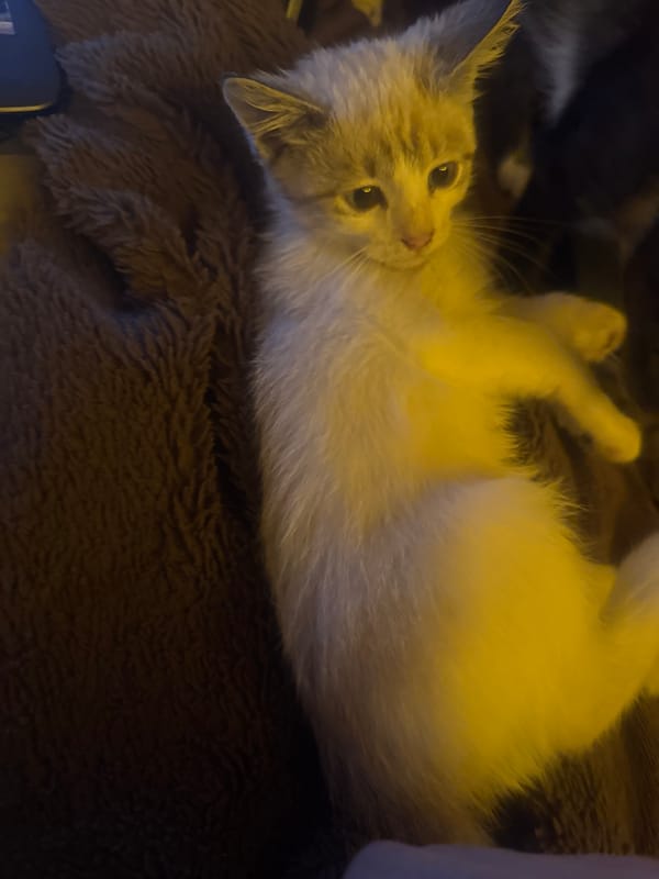 Kittens and ferrets relaxing indoors on a cozy evening