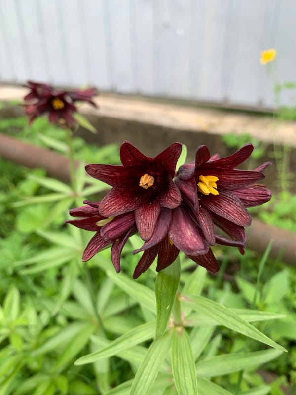 Kavalerovo garden in peak summer — flowers, fruit, and bees
