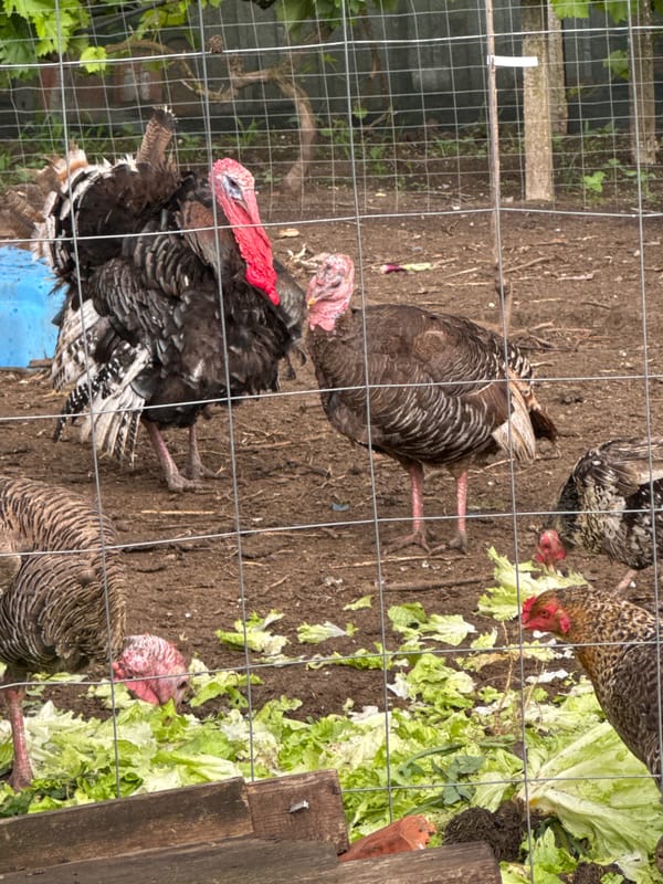 Farm Life Documented: Turkeys, Chickens, and Strawberry Cultivation in Bulgaria