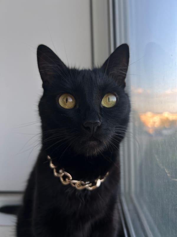 Black cat with gold chain perched on a windowsill