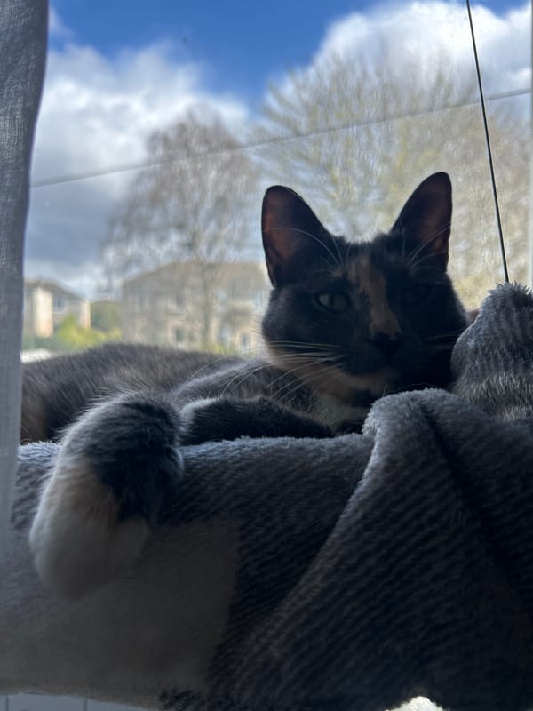 Tortoiseshell cat spotted relaxing by window in Glasgow