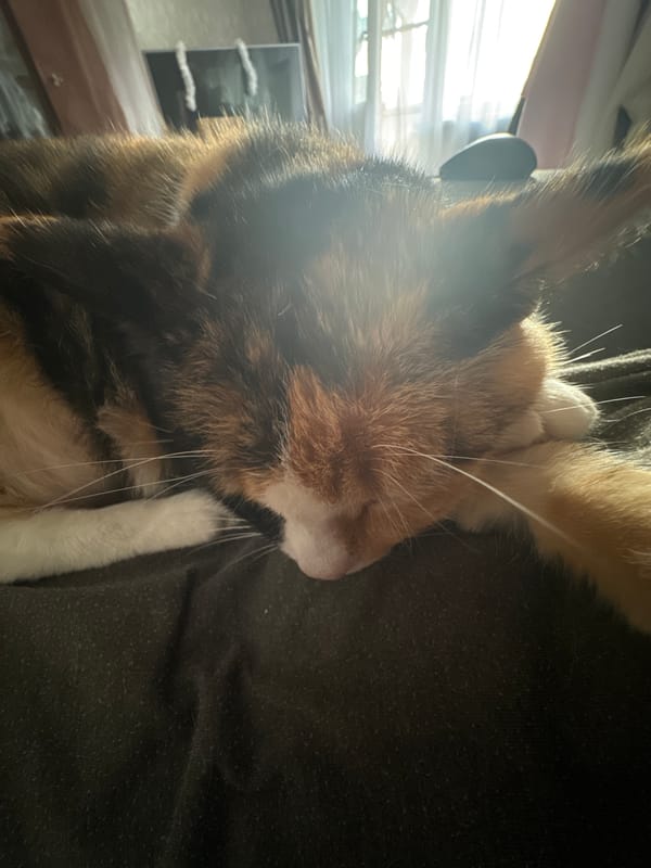 Calico cat snuggles against brown fabric in intimate moment