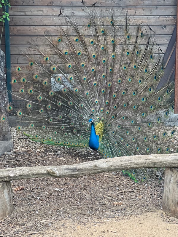 Moscow zoo visit captures wildlife displays and children's playground activities