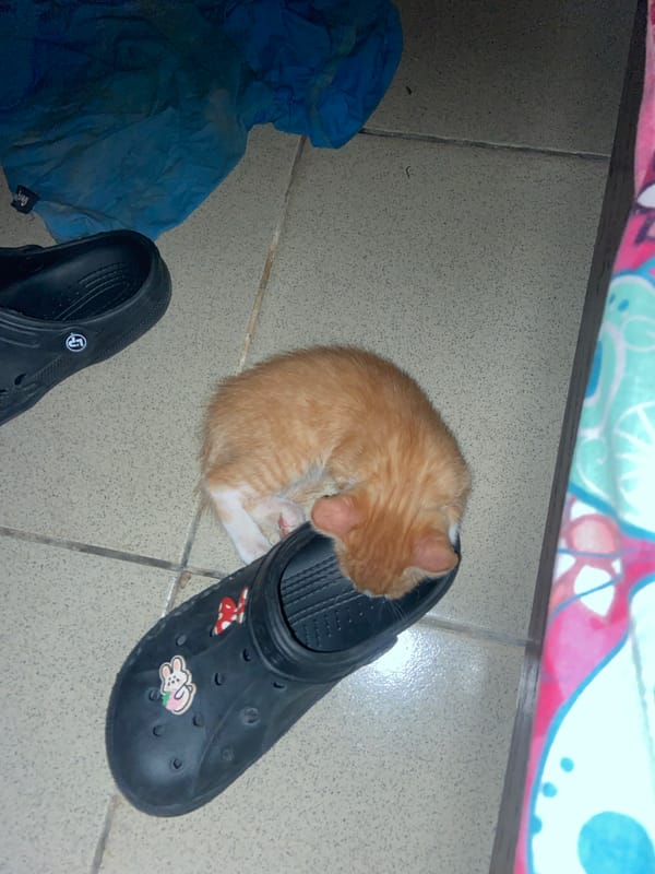Orange kitten spotted napping on tiled floor near black object