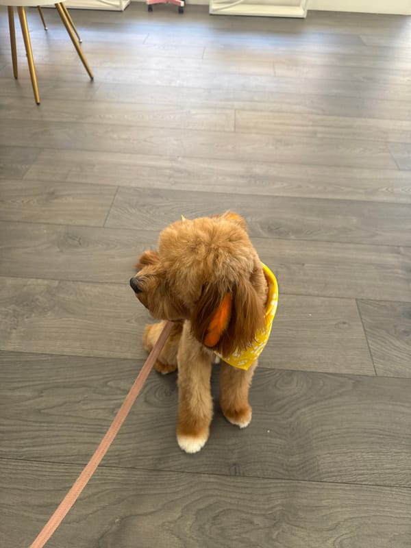 Dog with yellow bandana observed playing indoors in Boca Raton