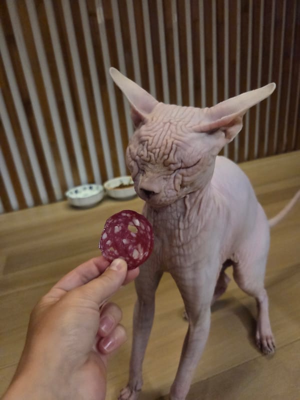 Sphynx cat's quiet evening in a Moscow apartment