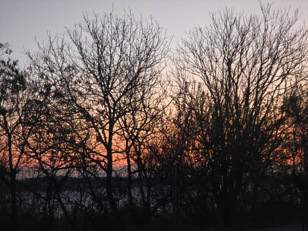 Dawn scene with bare trees observed in Ruse, Bulgaria