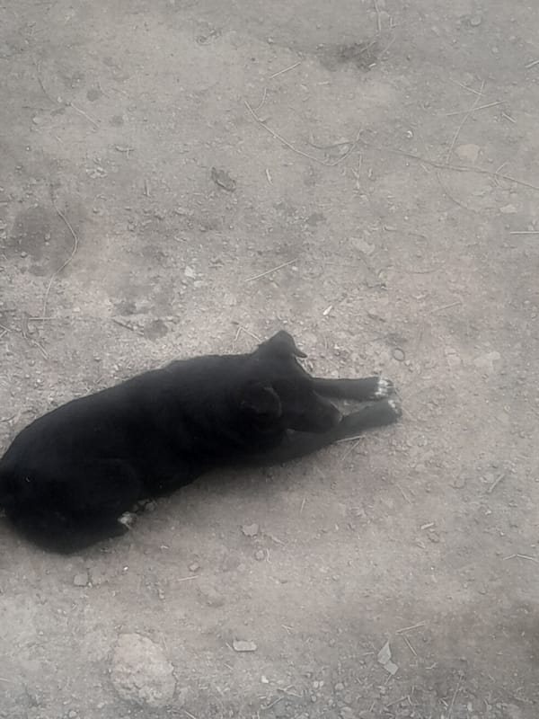Black dog lies on back in dirt area