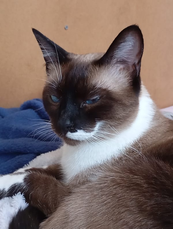 Siamese cat at home in Batumi, resting and watching the window