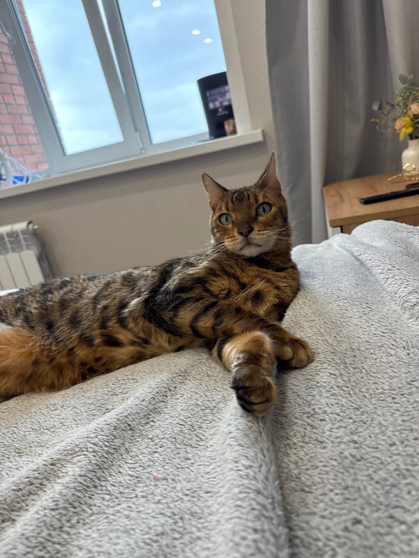 Bengal cat recorded during morning routine in residential setting